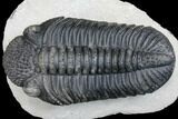Prone Drotops Trilobite - Beautiful Specimen #146596-3